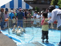アヒルのレース