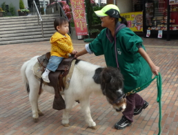 ポニー乗馬・ミニチュアホース乗馬
